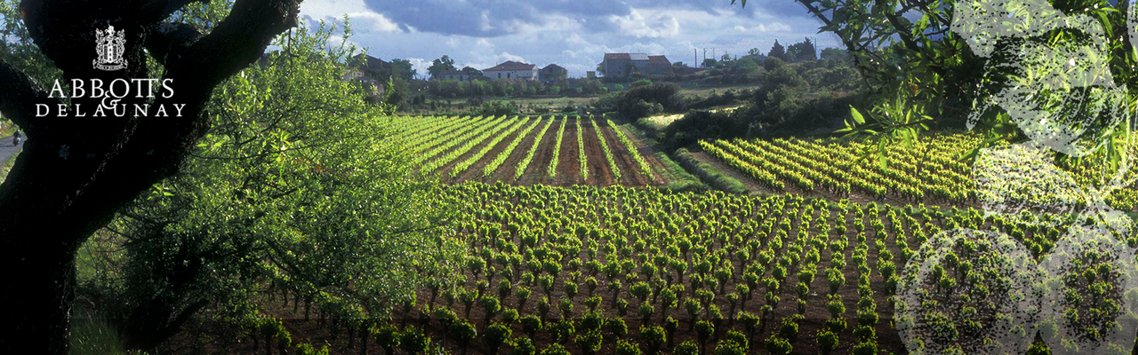 Le Palajo Chardonnay-Limoux